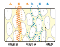 BE-1B實用型人體成分分析儀